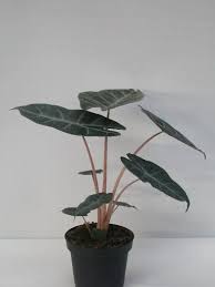 Alocasia Pink Dragon 13 Cm Potte Pink Dragon Plants Potte