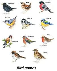Birds Of South Africa Pictures And Names Bird Variety Select Type Size Waterslide Ceramic Decals Bx Bird Illustration Bird Artwork Bird Drawings