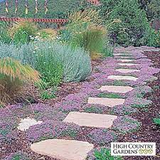 Thymus Pink Chintz High Country Gardens High Country Gardens Creeping Thyme Country Gardening