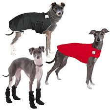 It may also be called the italian sighthound. Italian Greyhound Cold Climate Combo Voyagers K9 Apparel
