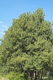 Image result for bay leaf bush foto