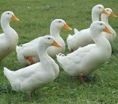 Pekin Duck Characteristics Breed Information Modern