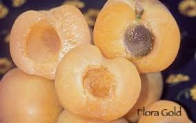Use for processing, canning, or eating fresh. Flora Gold Apricot Dwn Variety Finder