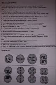 Biology section 11 4 meiosis worksheet answer key. Solved Meiosis Worksheet 1 A Cell With Two Pairs Of Each Chegg Com