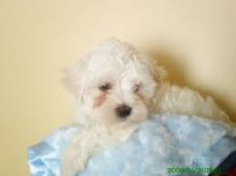Maybe you would like to learn more about one of these? Havanese Puppies In Michigan
