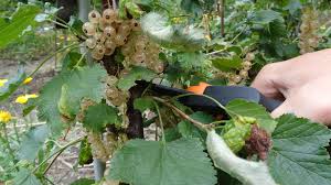 Wann beginnt die erntezeit von johannisbeeren? Kleines Abc Der Erntehilfen Weisse Johannisbeeren Ernten Und Verarbeiten Erleb Bar