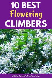 10 Best Flowering Climbing Plants Climbing Plants Trellis Climbing Flowers Trellis Climbing Plants Fast Growing