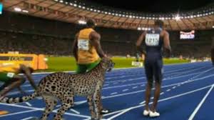 Usain bolt, auteur de la meilleure performance de l'année, a dû s'employer pour prendre le. Usain Bolt Vs Guepard Qui Est Le Plus Rapide