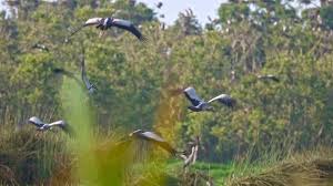 Birds Of A Feather Flock Together Meaning In Tamil Flock Of Asian Openbill Birds Anastomus Oscitans In Nature At Thale Noi Stock Footage Birds Anastomus Openbill Flock Birds Waterfowl Nature