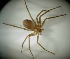 Inside locaations such as voids between and under kitchen cabinets, storage areas and basements inside houses can provide plenty of areas for these pests to hide. How To Identify The Brown Recluse Spider Aztec Organic Pest Service