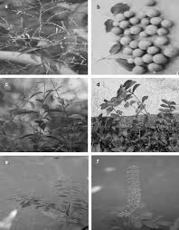 Image result for Schizozygia coffaeoides