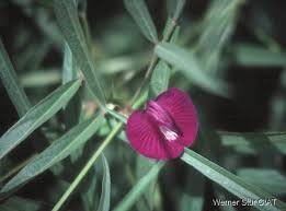 Image result for Centrostigma clavatum