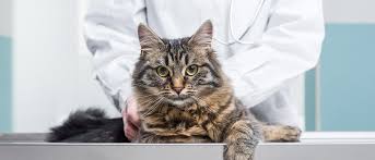 Kediler Icin Saglikli Kilo Nedir Royal Canin Royal