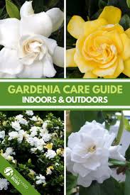 Gardenia Guide How To Take Care Of A Gardenia Plant In 2020 Gardenia Plant Plants Gardenia Trees