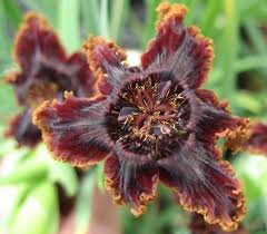 Image result for Ferraria