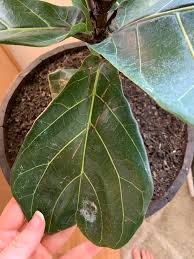 We did not find results for: Fiddle Leaf Fig Leaf Cracking I Know For Sure It S Not Root Rot I Can T Tell If This Is A Bacterial Infection Or Bugs When I Got The Plant It Had Some