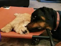 Learn how to housebreak your dog in 6 days for free. Board And Train Phoenix Dog Obedience Off Leash Training Puppy Training Empowered K9 Training