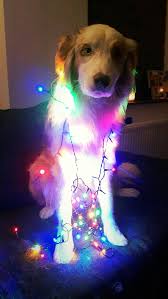 Sharing Credits J Speltincx Cash My Australian Shepherd With Christmaslights Pretty Animals Cute Baby Animals Cute Puppies