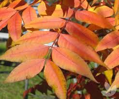 Pistache will make the best fall color when grown in full sunlight. Chinese Pistachio A Deciduous Recommendation For Tight Space Blog Speciality Trees