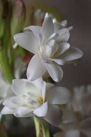 Pin On Flowers Beauty Colors And Design Patterns