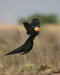 Black Bird With Two Long Tail Feathers Displaying Male Long Tailed Widowbirds600 X 754 117 2 Kb Www Talking Naturally Co Uk South African Birds Bird Photo