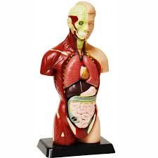 Royalty free 3d model muscular human torso 2019 for download as obj and ztl on turbosquid: Human Body Anatomy Model 10 Inches Educational Toys Planet