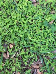 Image result for Arthraxon lancifolius