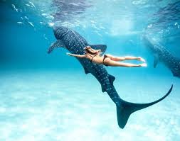 Nell Arcipelago Delle Filippine Fai Il Bagno Con Lo Squalo Balena Swimming With Whale Sharks Surfing Ocean