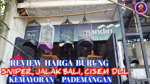 Padahal untuk membedakan burung merpati jantan dengan betina sangat mudah sekali simak info berikut ini. Survey Harga Burung Sniper Ciblek Semi Jalak Bali Dll Kemayoran Pademangan Youtube
