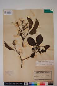 Image result for Petersianthus macrocarpus