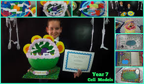 Check spelling or type a new query. Year 7 Cell Models Happy Ape