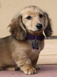 We are located in sunny southern california but our puppies have been adopted into loving homes all over the world. Miniature Long Haired Dachshund Online Shopping