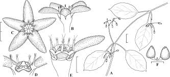 Image result for Sisyranthus imberbis