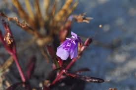 Image result for Hartliella