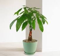 Money Tree Plants ‘Pachira aquatica’