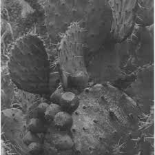 If you are referring to the prickly pear cactus there are a number of animals that will use it as food. Pdf The Prickly Pears Opuntia Spp Cactaceae A Source Of Human And Animal Food In Semiarid Regions