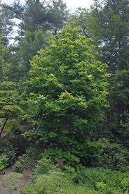 = a north american native, may naturalize outside its native range you searched for: Magnolia Tripetala Umbrella Magnolia Umbrella Tree North Carolina Extension Gardener Plant Toolbox