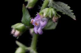 Image result for Cantinoa americana