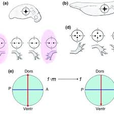 Find apartments in seattle's most walkable neighborhoods: Pdf Self Organization Of Biological Morphogenesis General Approaches And Topo Geometrical Models