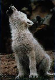 Baby Wolf Baby Animals Pictures Baby Animals Animals Wild