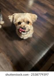 3+ Thousand Shih Tzu Tongue Royalty-Free Images, Stock Photos & Pictures