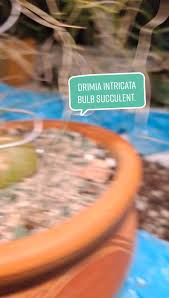 Image result for Schizobasis intricata