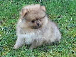 pomeranian zwergspitz welpen 1 200 5261 helpfau uttendorf willhaben pomeranian zwergspitz welpen zwergspitz pomeranian zwergspitz