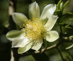 Image result for Pereskia aculeata
