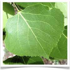 Tree Leaf Identification Colorado Tree Leaf Identification Aspen Leaf Leaves
