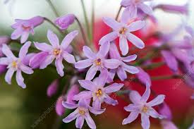Image result for Tulbaghia fragrans