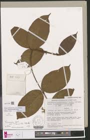 Image result for Tarenna leonardii