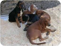 Black And Tan Hound Dog Puppies Black And Tan Coonhound Photo Puppy Paragould Ar Redbone Coonhound Black And Tan Coonhound Mix Redbone Coonhound Coonhound Puppy Coonhound