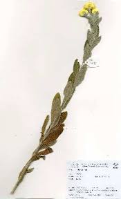 Image result for Helichrysum decorum