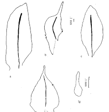 Image result for Selaginella vogelii